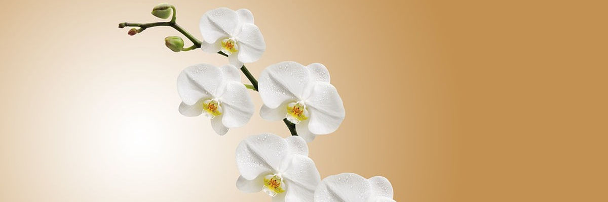 Imagen ilustrativa para: Psicología clínica y de la salud